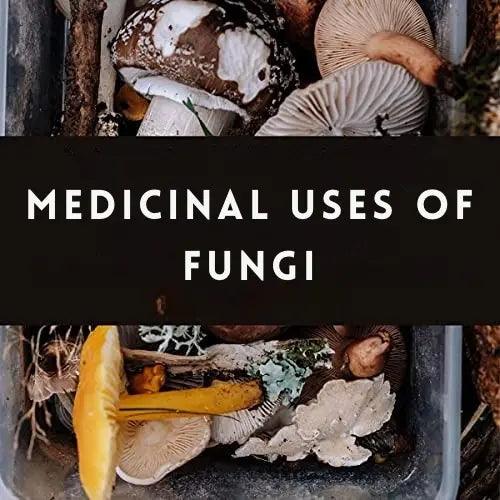 Medicinal Uses of Fungi - Blue & Well