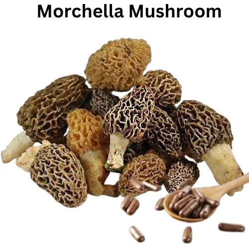 Morchella Mushroom Capsules - Blue & Well