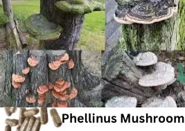 Phellinus Mushroom Capsules Blue & Well