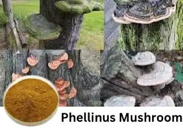 Phellinus Mushroom Powder Blue & Well